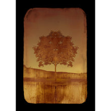 Load image into Gallery viewer, Copper Tree Fine Art Photography by Louise O&#39;Gorman