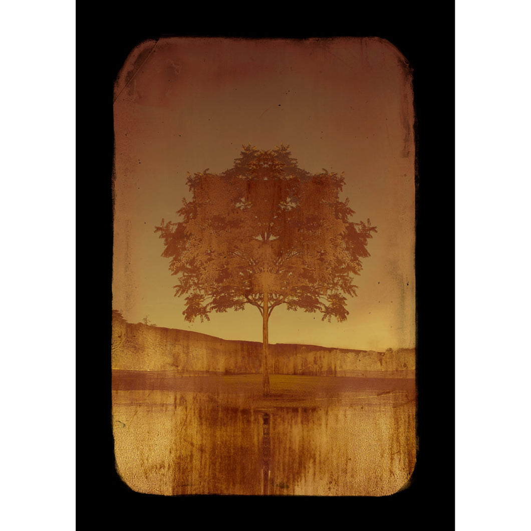 Copper Tree Fine Art Photography by Louise O'Gorman